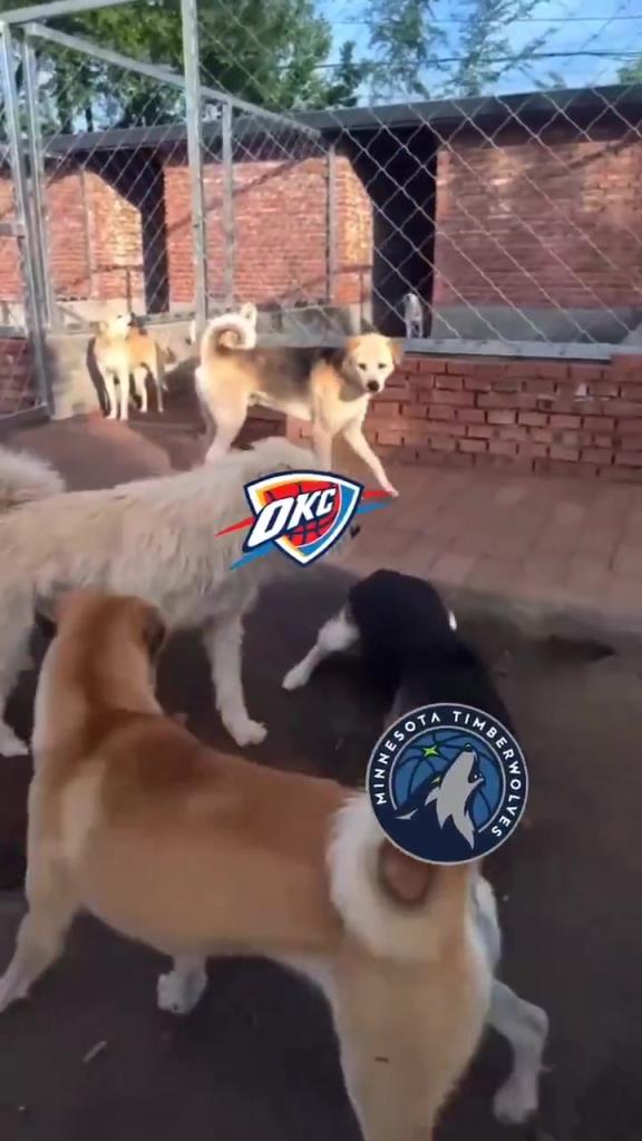 太有活了！美媒惡搞：狗王雷霆嚇退掘金灰熊，把森林狼按地上